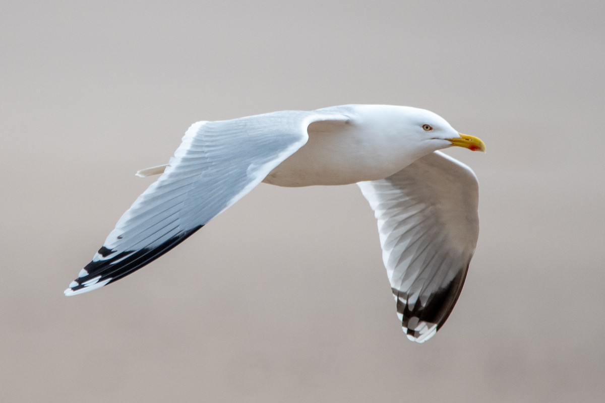 Серебристая чайка - ML652837886