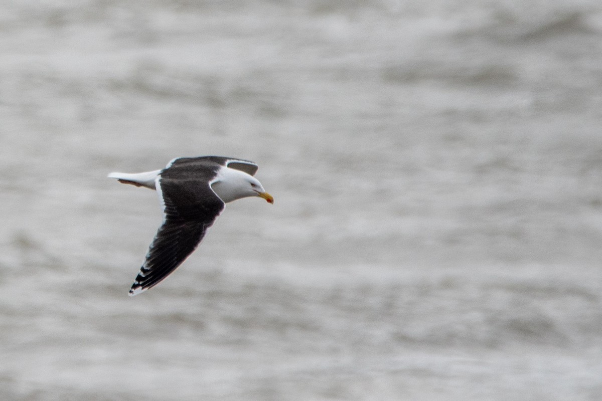 Морская чайка - ML652837891