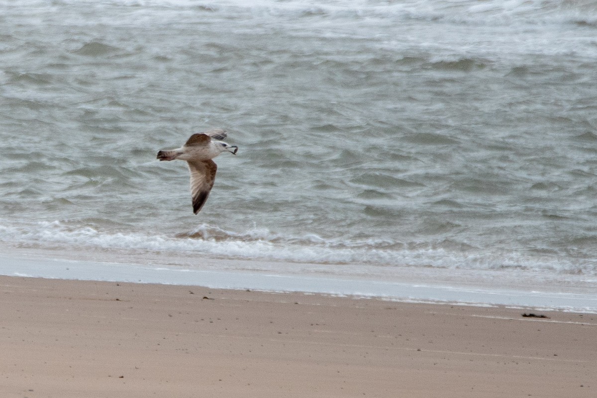 Морская чайка - ML652837909