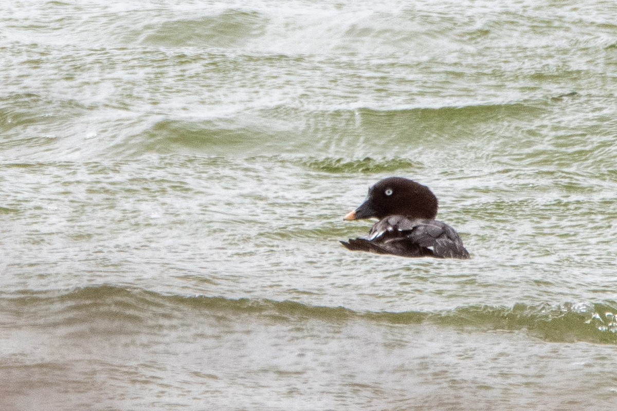 Гоголь - ML652837919