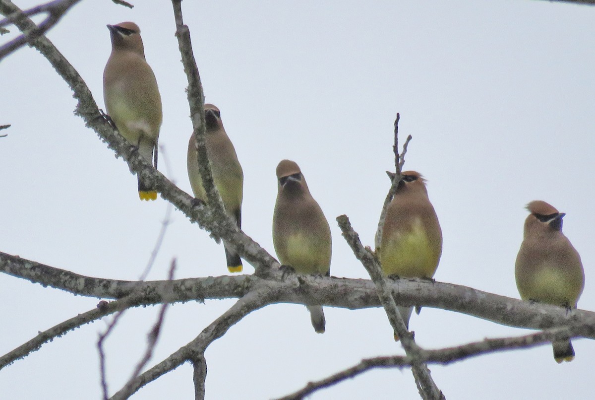 Zedernseidenschwanz - ML652839251