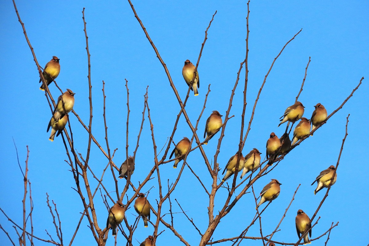 Zedernseidenschwanz - ML652839467