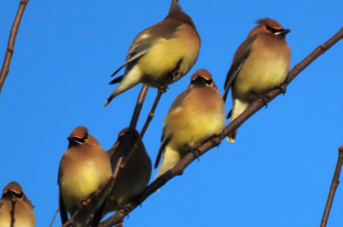 Zedernseidenschwanz - ML652839526