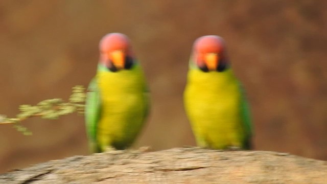 Cotorra Cabeciazul - ML652839631