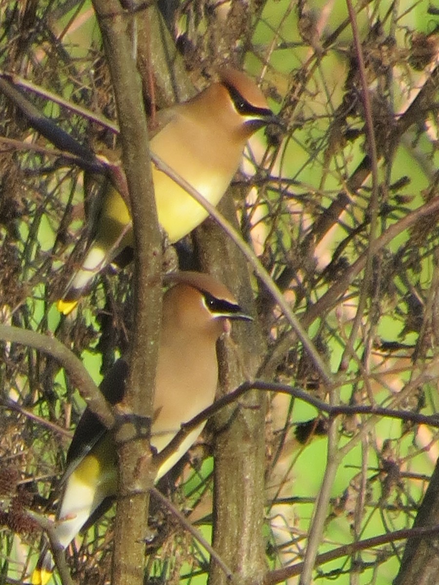 Zedernseidenschwanz - ML652839640