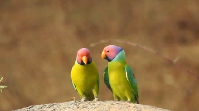 Cotorra Cabeciazul - ML652839786