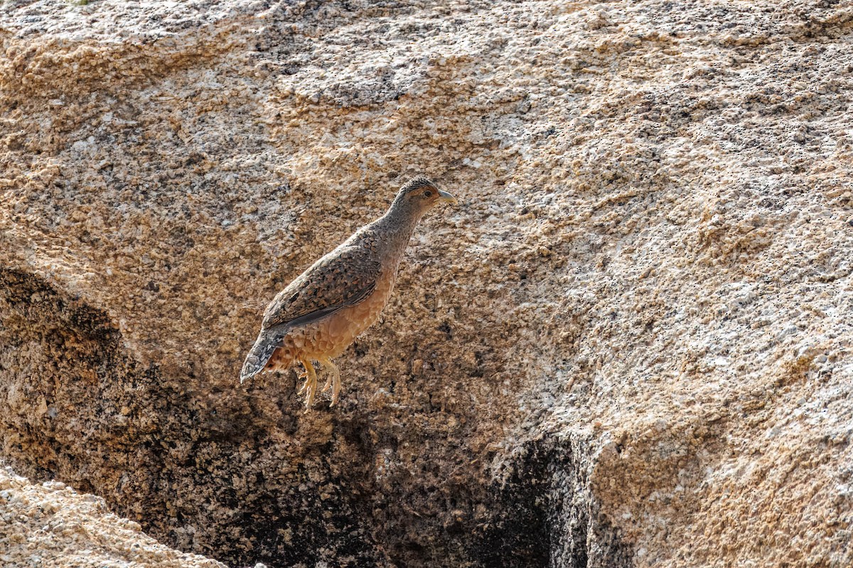 Francolín de Hartlaub - ML652840200