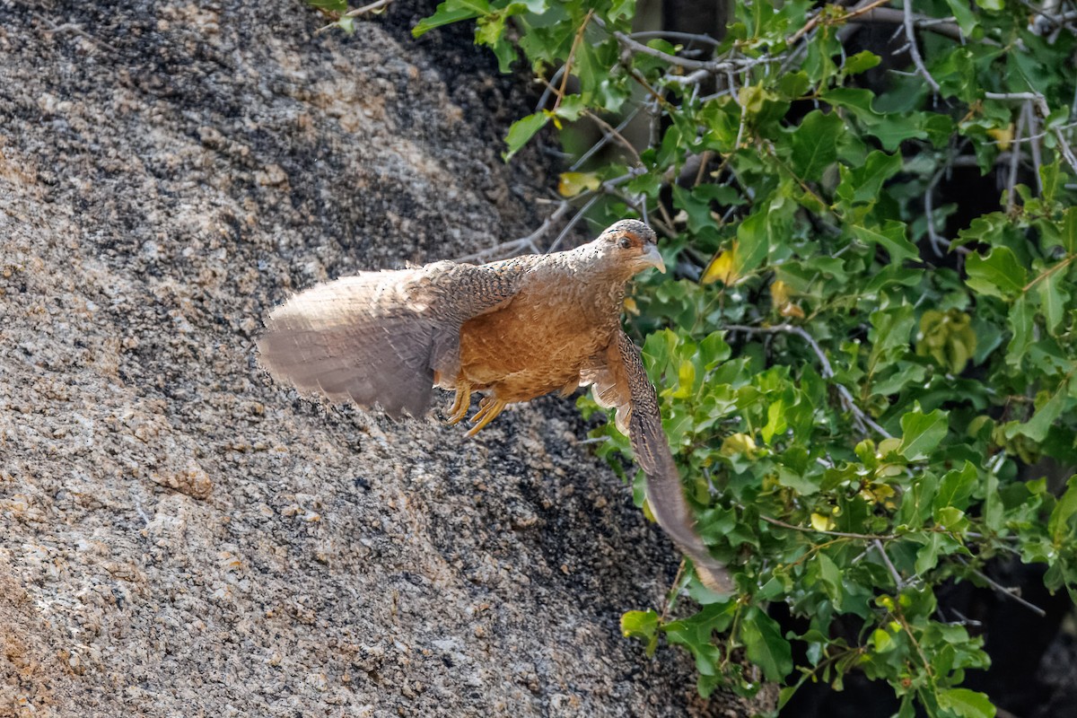 Francolín de Hartlaub - ML652840201