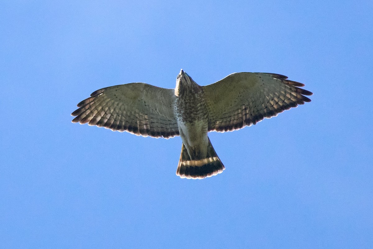 Broad-winged Hawk - ML652840422