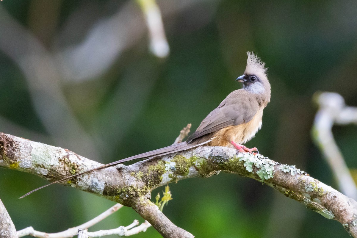 Speckled Mousebird - ML652840473