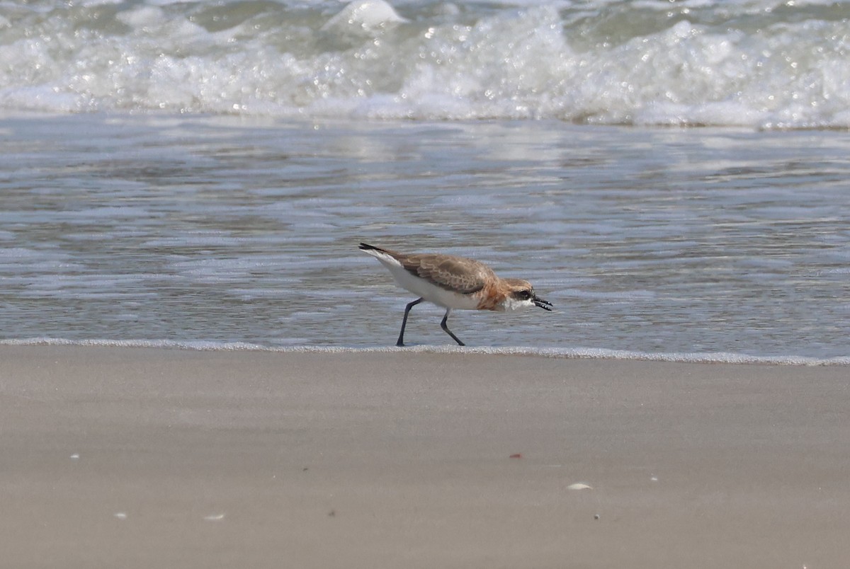 Tibet Cılıbıtı - ML652840978