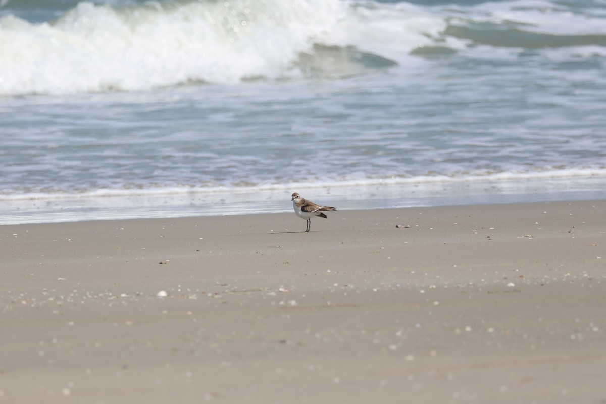 Tibet Cılıbıtı - ML652841211