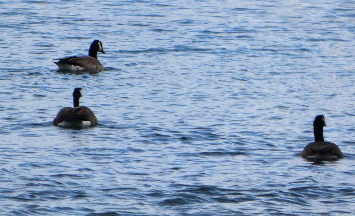 Канадская казарка - ML652841433