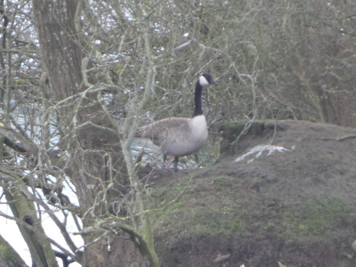 Канадская казарка - ML652841439