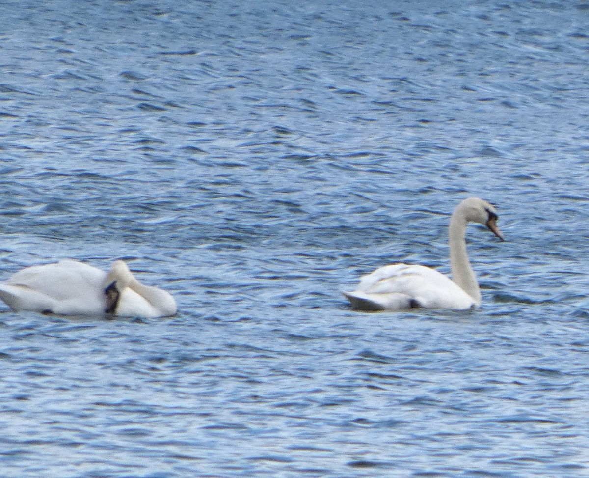 Лебедь-шипун - ML652841463