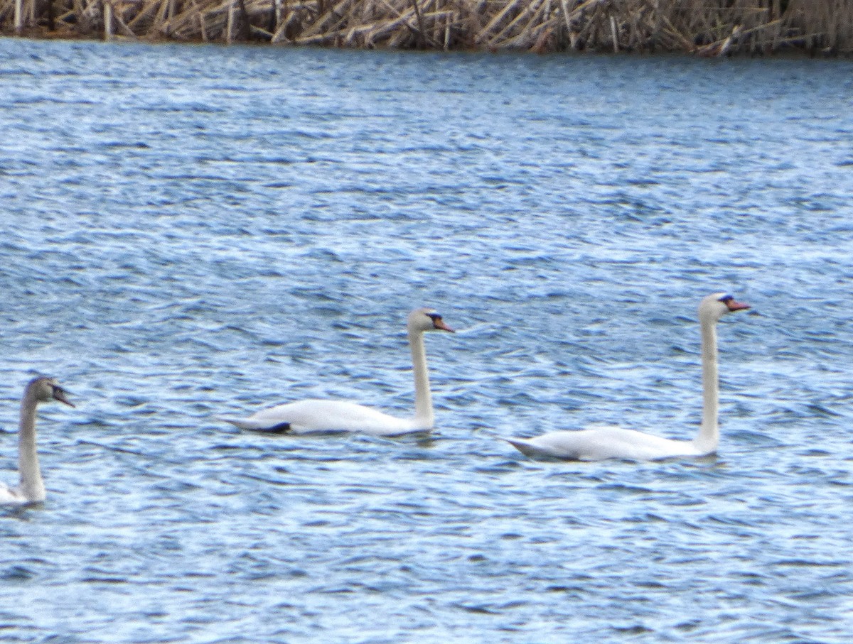 Лебедь-шипун - ML652841464