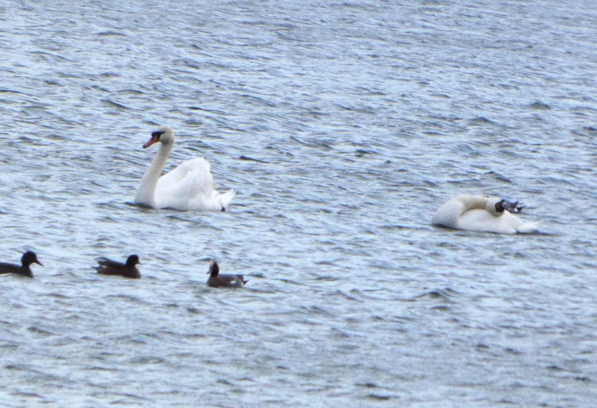 Лебедь-шипун - ML652841465