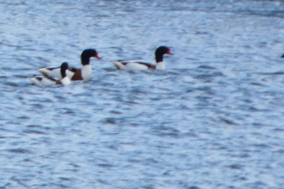 Пеганка - ML652841487