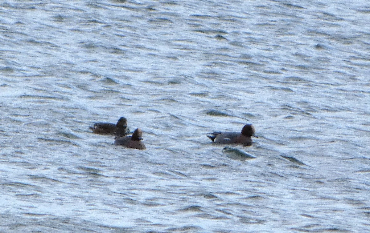 Свиязь - ML652841507