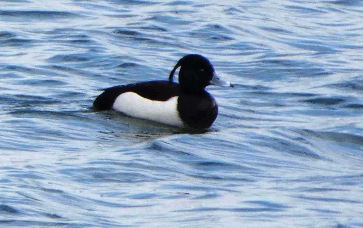 Хохлатая чернеть - ML652841528