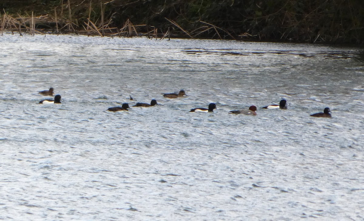 Хохлатая чернеть - ML652841529