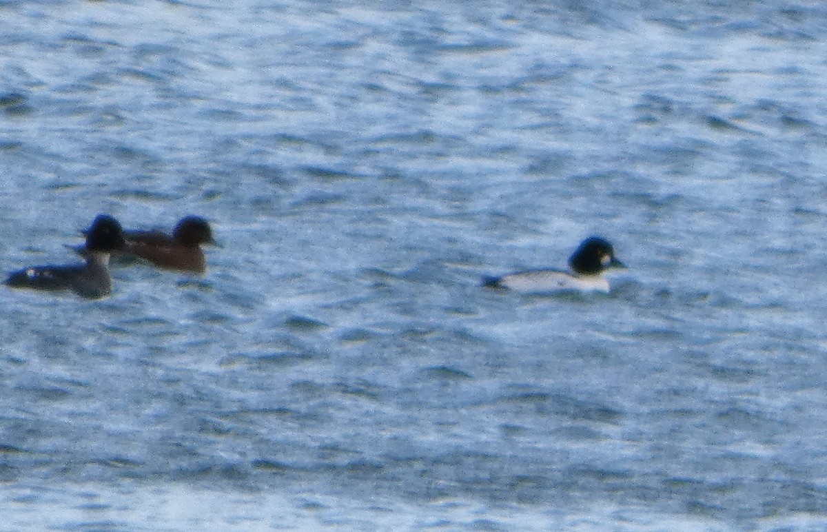 Гоголь - ML652841554