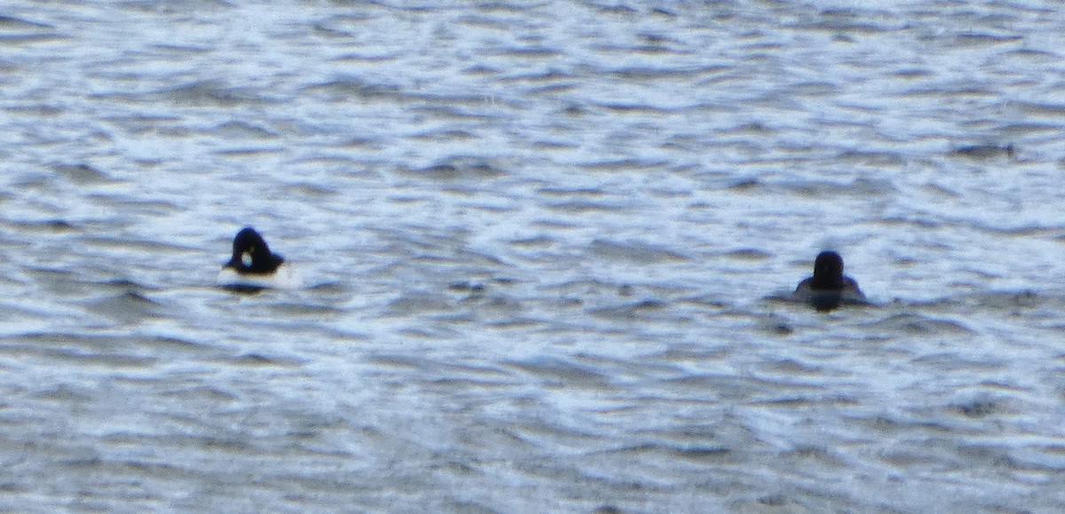 Гоголь - ML652841555