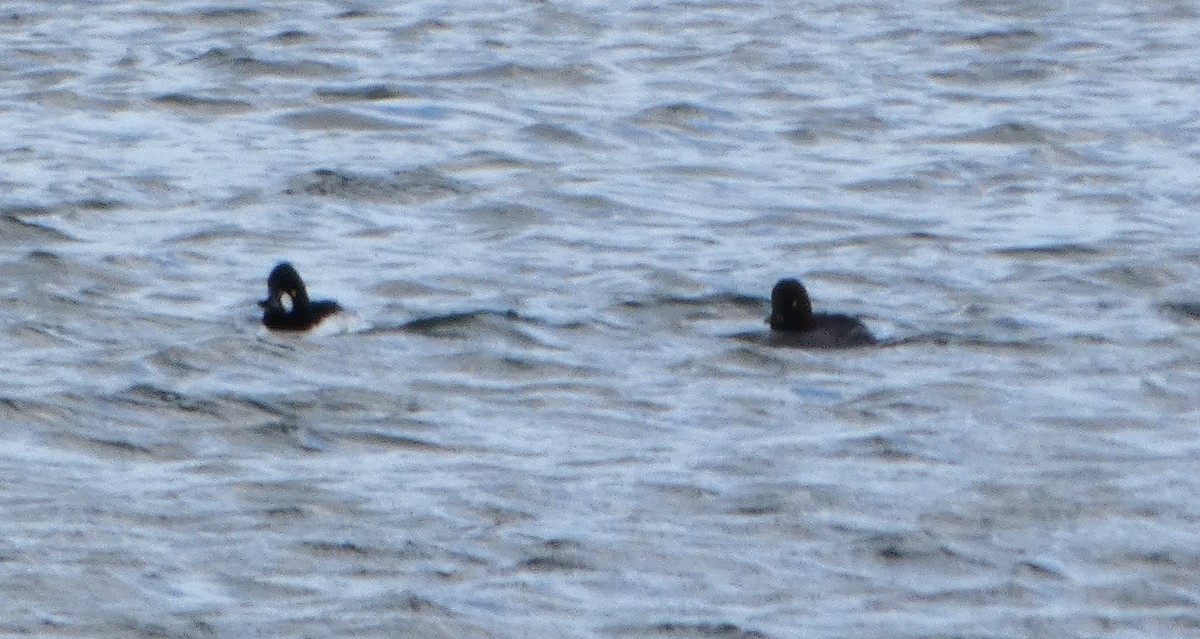 Гоголь - ML652841556