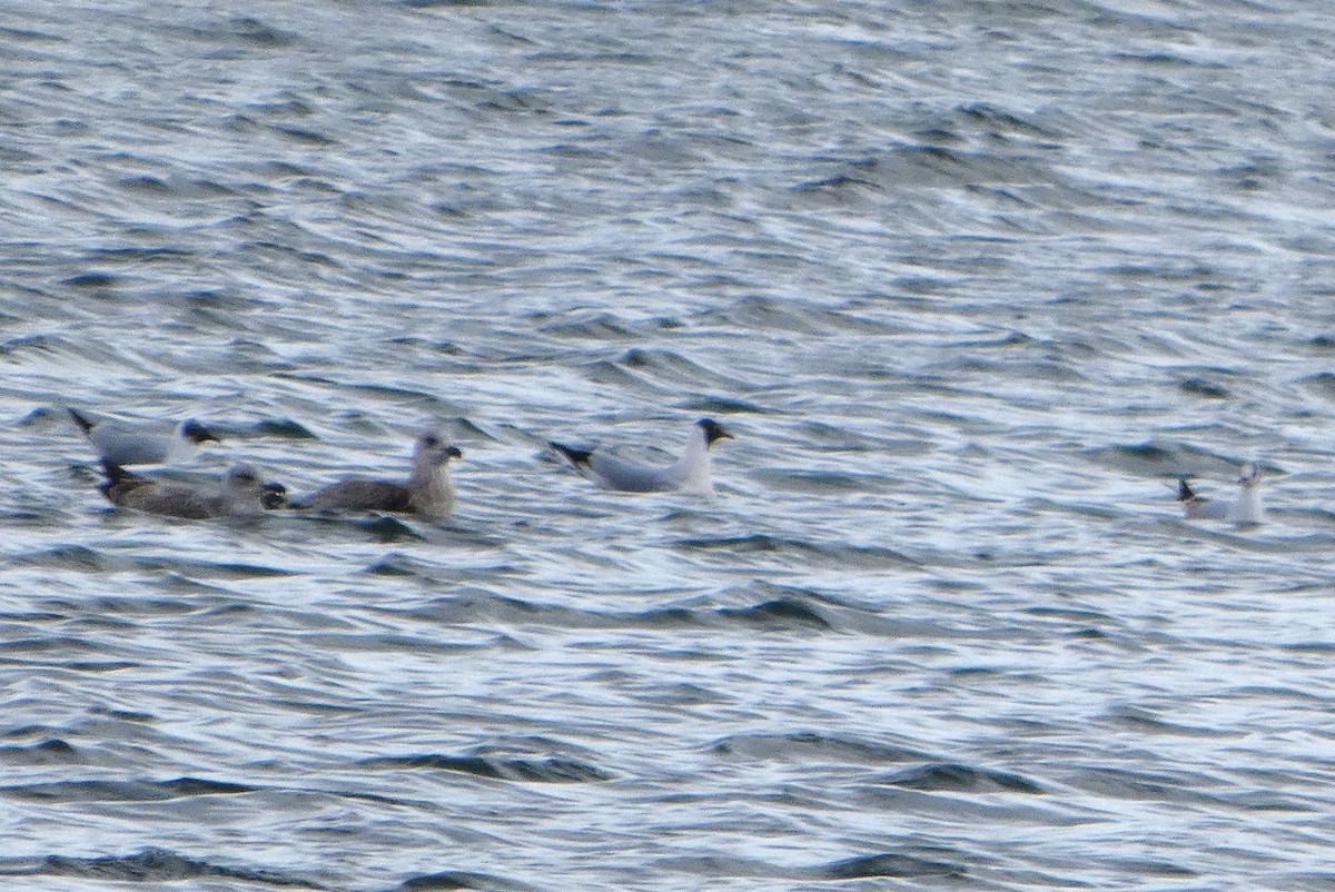 Озёрная чайка - ML652841576