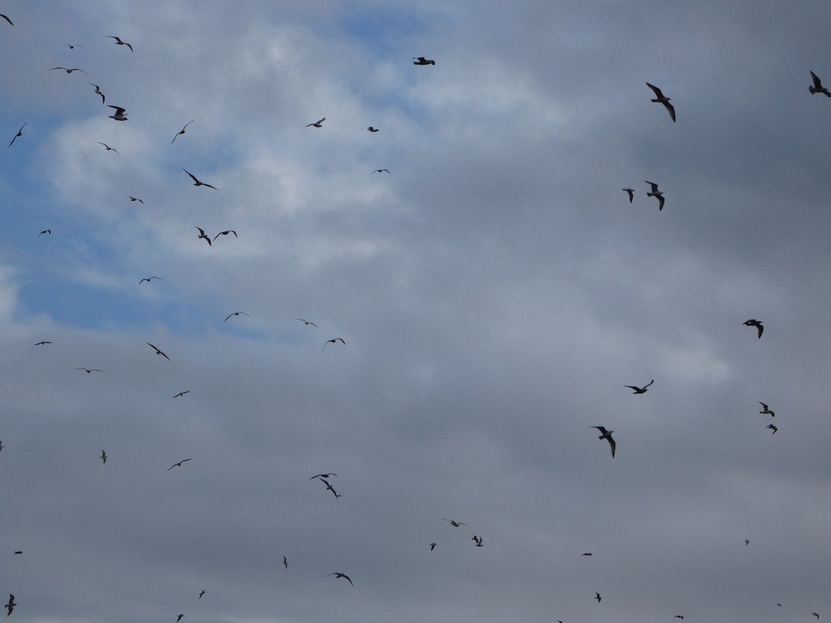 Озёрная чайка - ML652841578