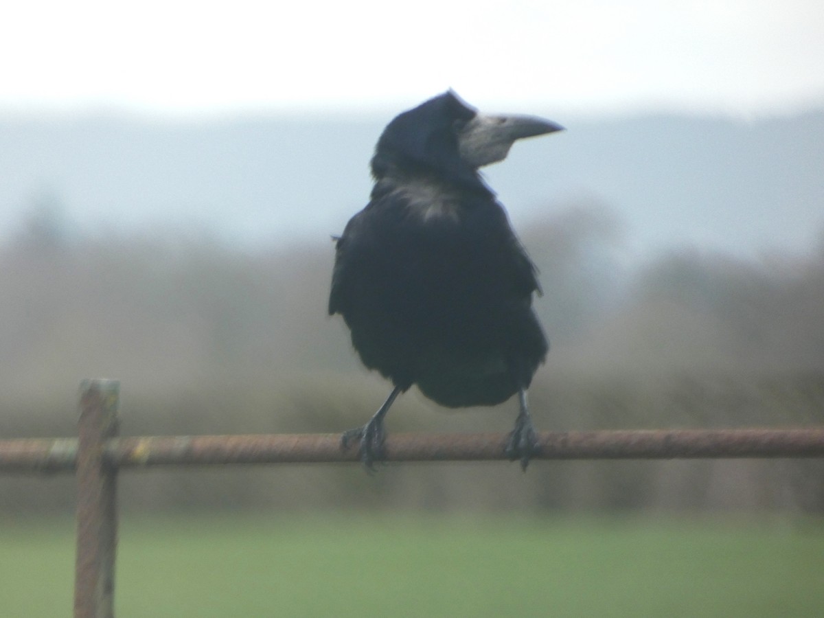 Грач - ML652841601