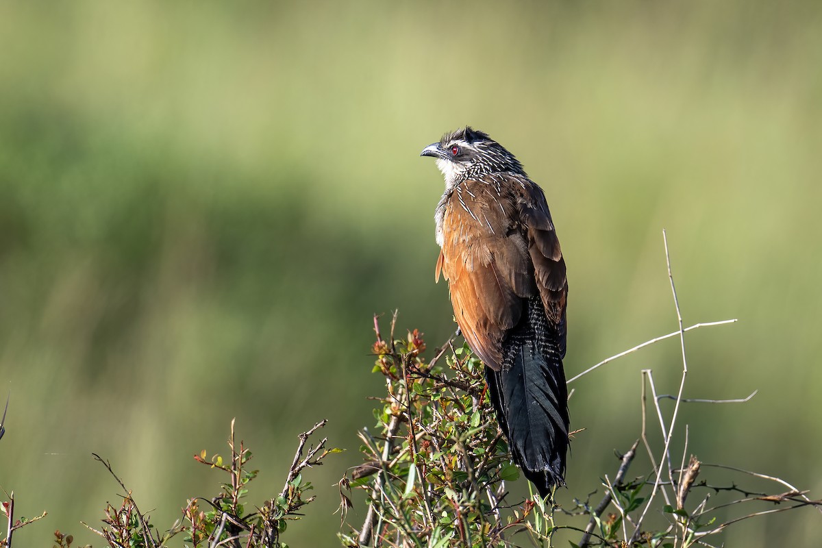 White-browed Coucal - ML652841715