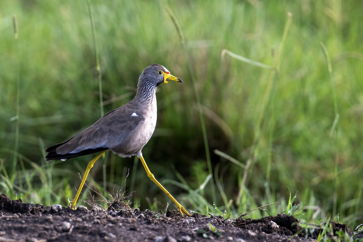Wattled Lapwing - ML652841730