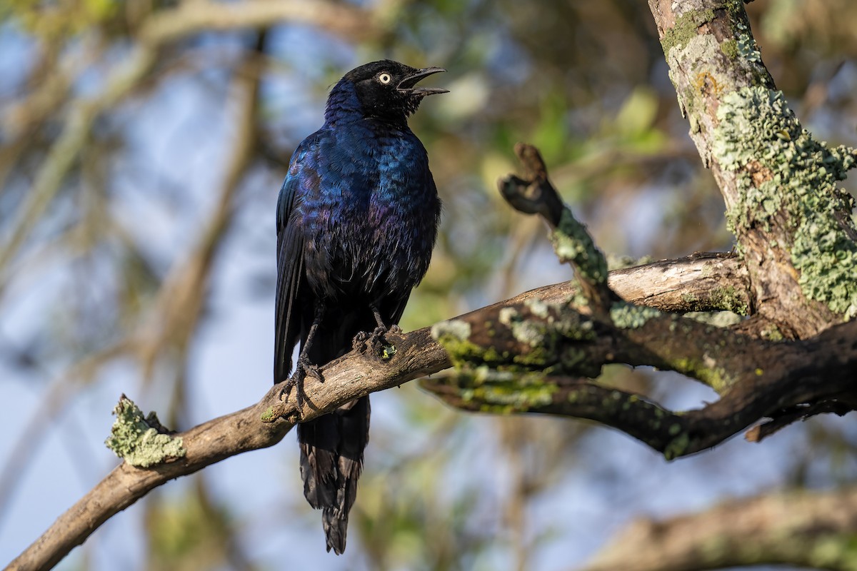 Rüppell's Starling - ML652841775