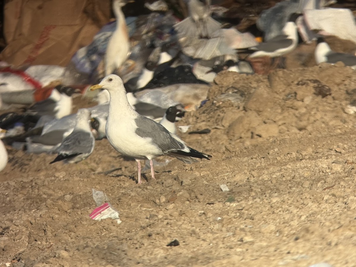 Vega Gull - ML652842311