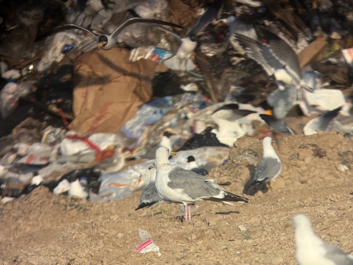 Vega Gull - ML652842320