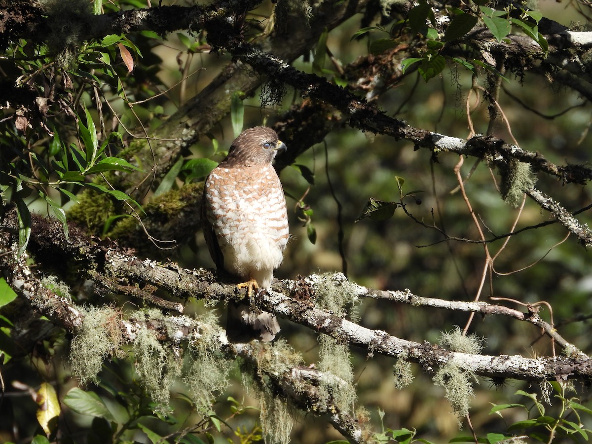Broad-winged Hawk - ML652844033