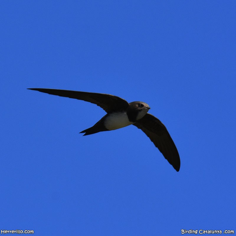 Alpine Swift - ML652844425