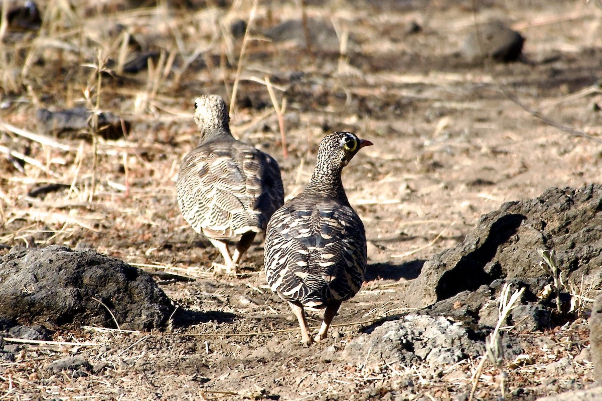 Küçük Bağırtlak - ML652844688