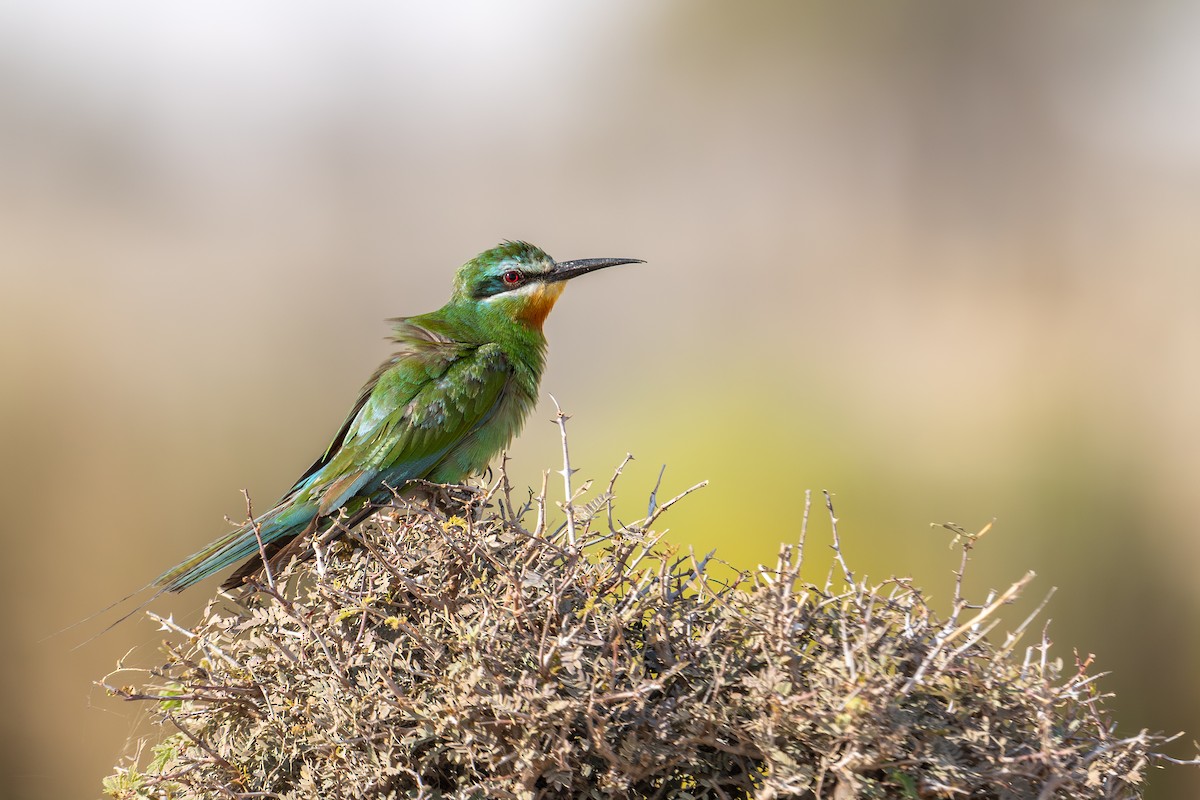 Yeşil Arıkuşu - ML652844699