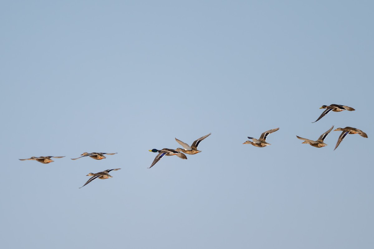 Yeşilbaş - ML652844702