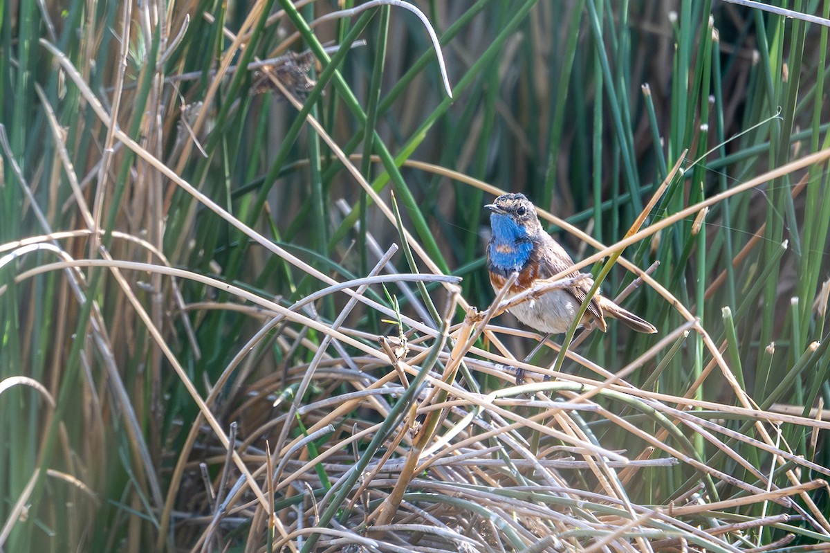 Mavigerdan - ML652844703