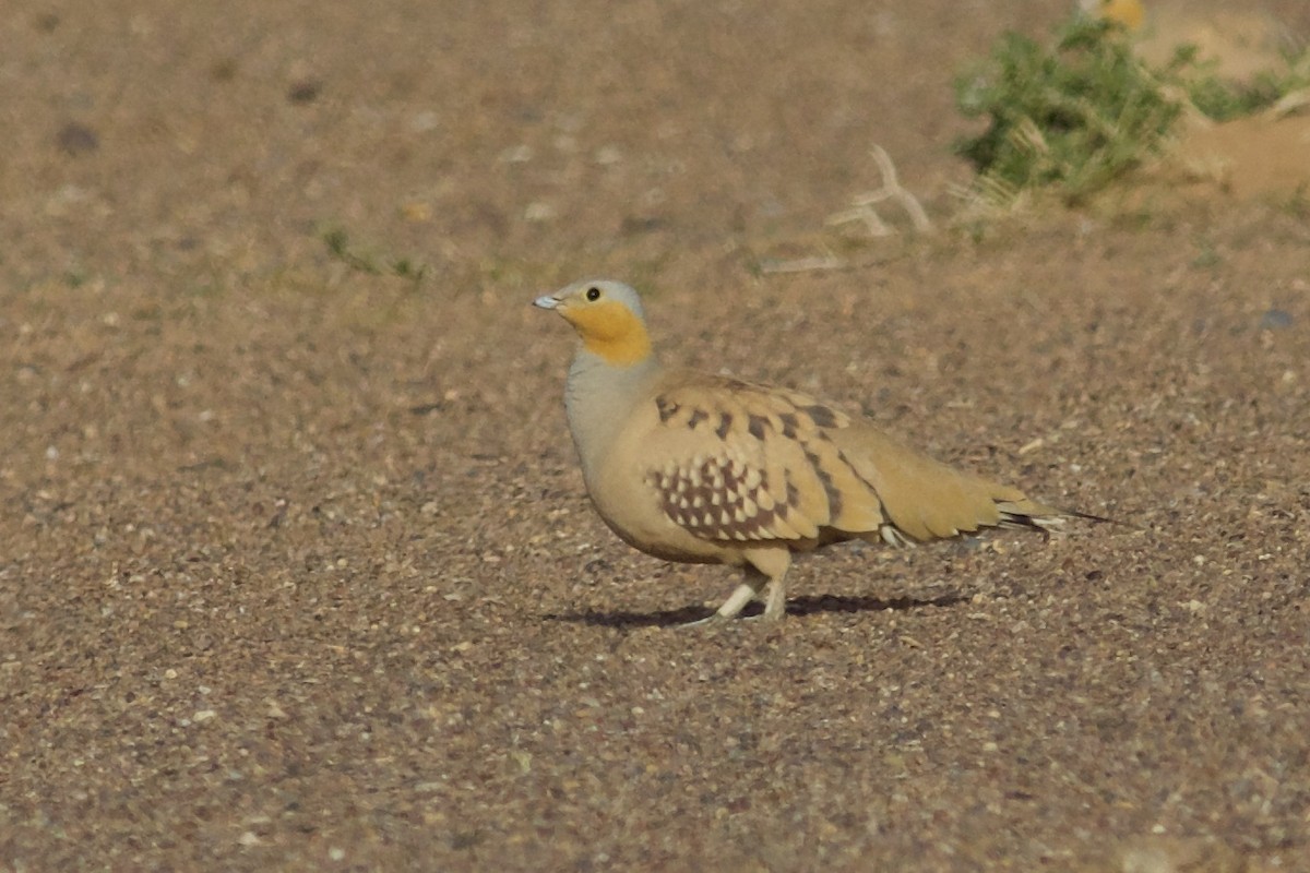 Benekli Bağırtlak - ML652844704