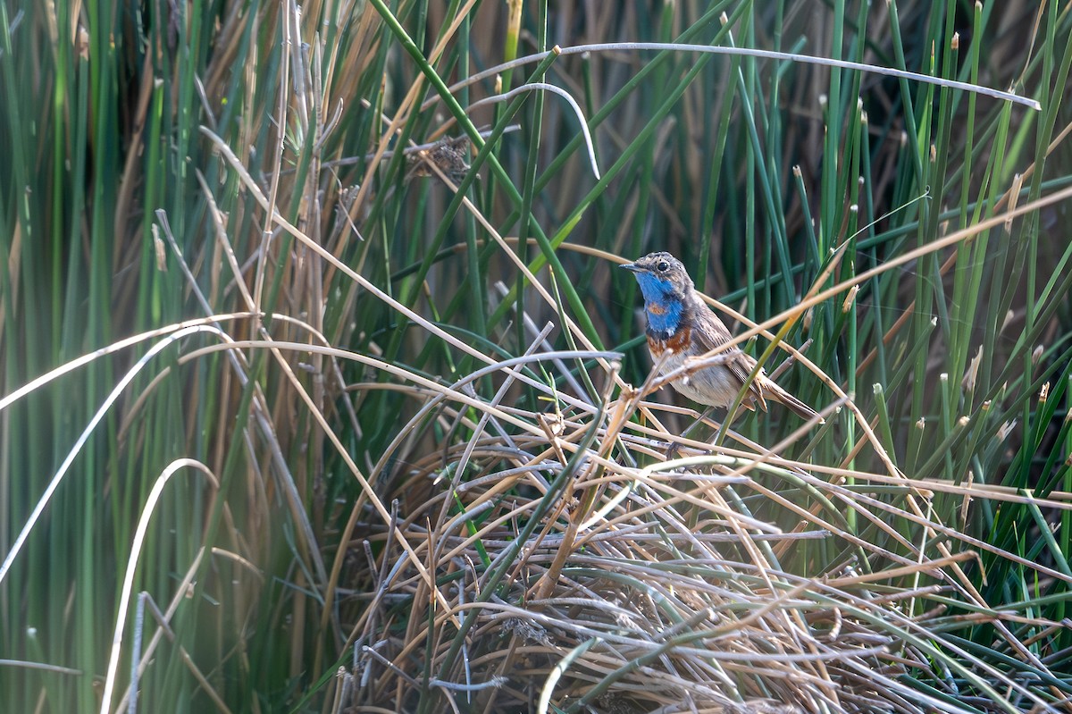 Mavigerdan - ML652844706