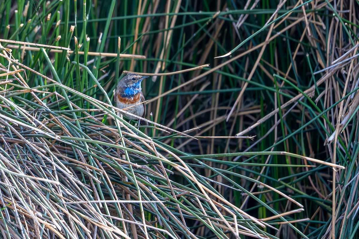 Mavigerdan - ML652844707