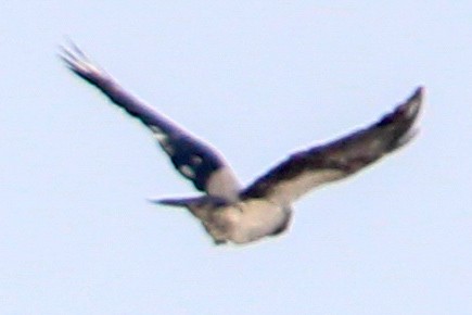 Leş Kargası - ML652844708