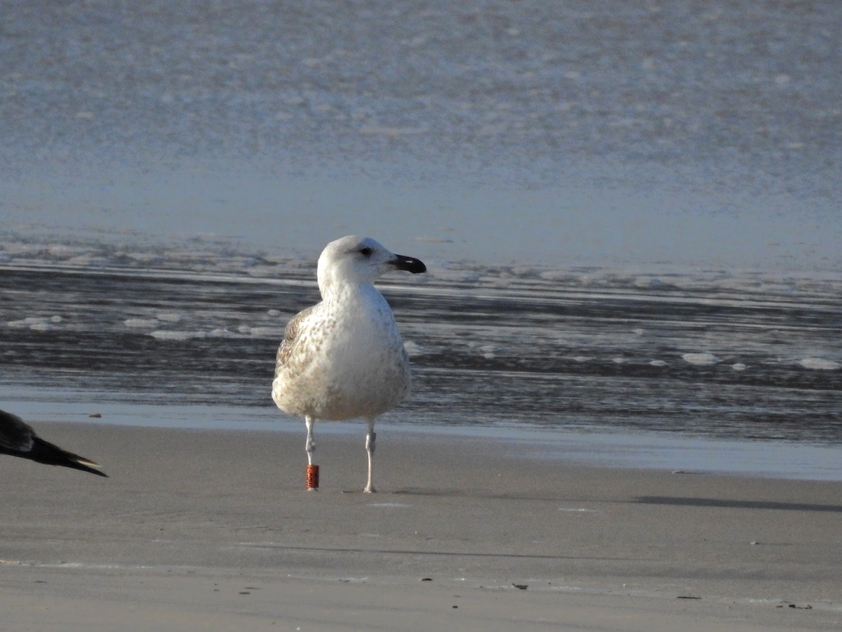 Büyük Kara Sırtlı Martı - ML652844709