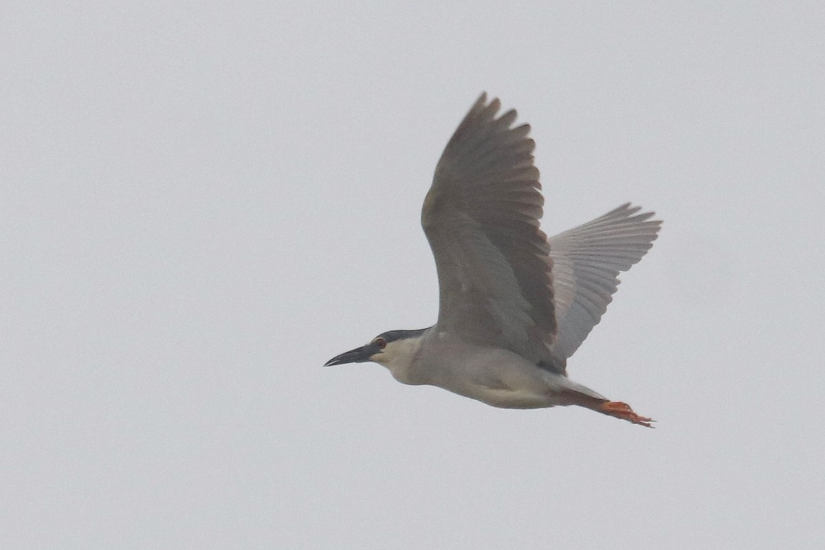 Gece Balıkçılı - ML652844710