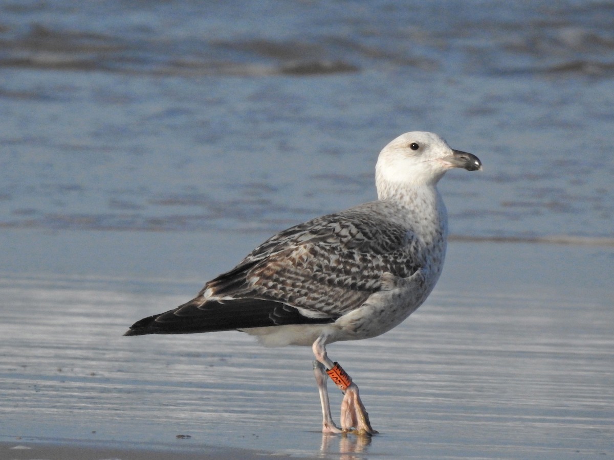 Büyük Kara Sırtlı Martı - ML652844712