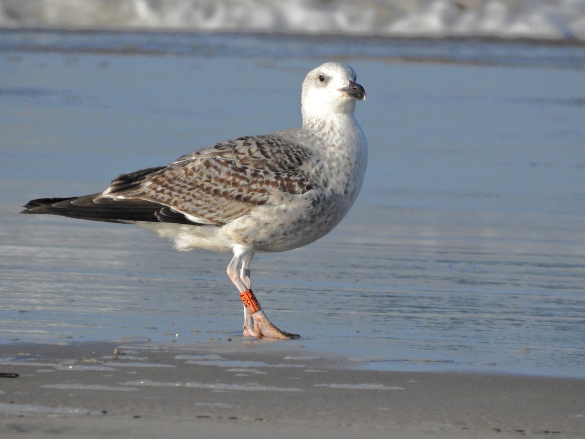 Büyük Kara Sırtlı Martı - ML652844713